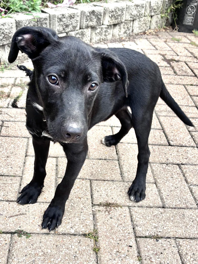 A baby medium-sized male Retriever dog named Mavrik for adoption in West Chicago, IL