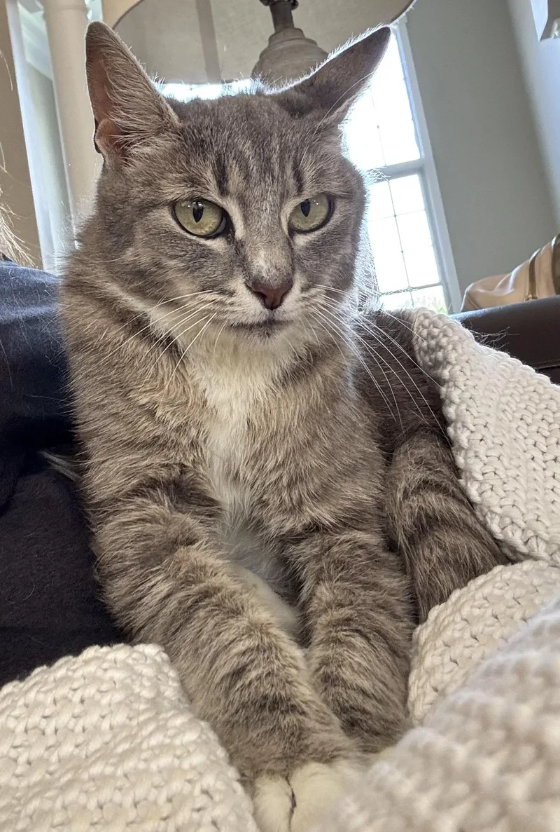 An adult medium-sized female Gray / Blue / Silver Domestic Short Hair cat named Biscuits for adoption in Moore, SC