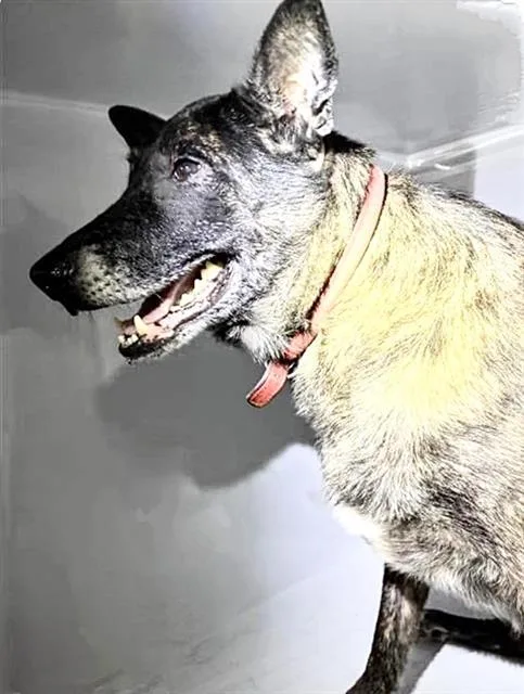 An adult large-sized female Belgian Shepherd / Malinois dog named Cookie for adoption in Houston, TX