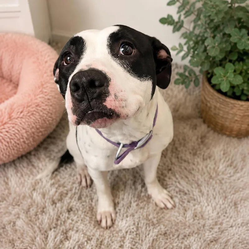 An adult medium-sized female Harlequin Pit Bull Terrier dog named Stella for adoption in Blue Earth, MN