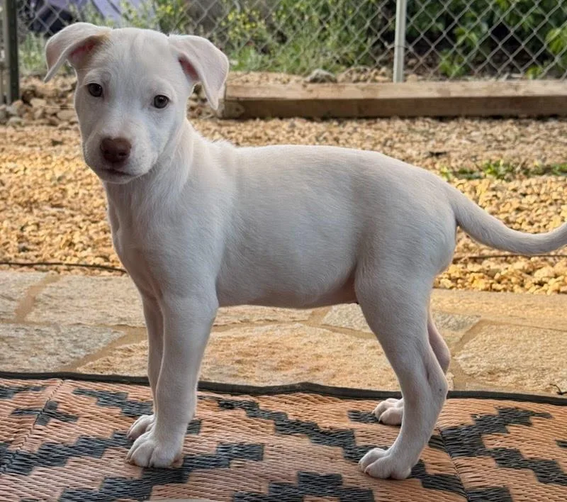 A baby medium-sized female Labrador Retriever dog named Garibaldi for adoption in San Diego, CA