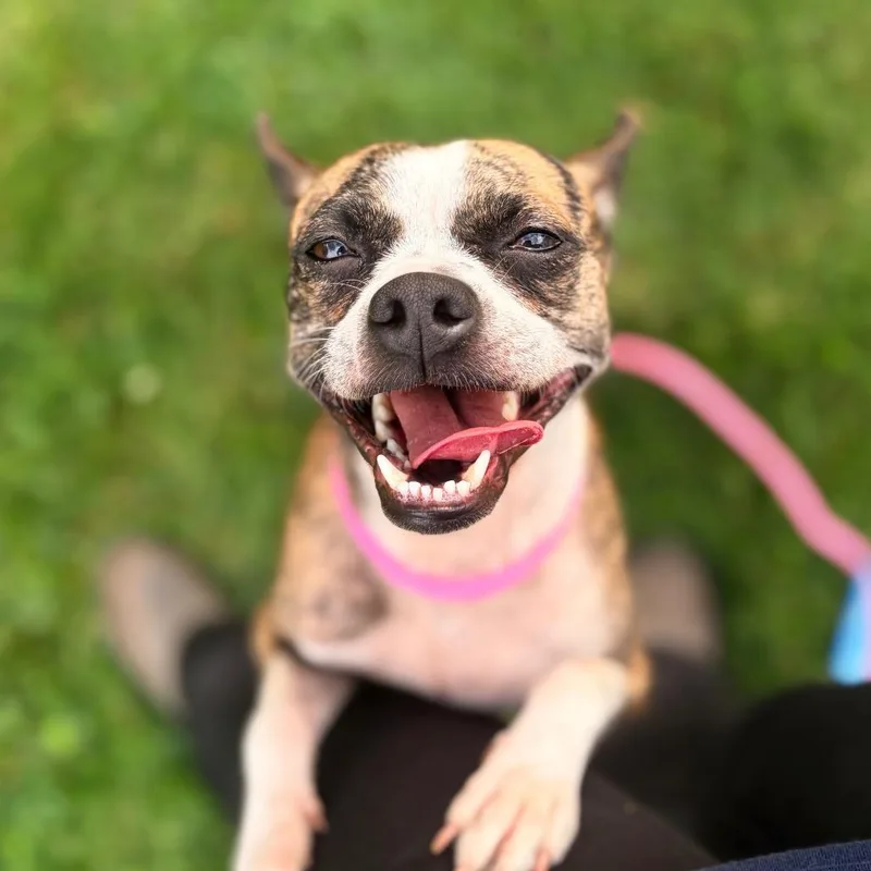 An adult small-sized female Chihuahua dog named Polkadots for adoption in Chico, CA