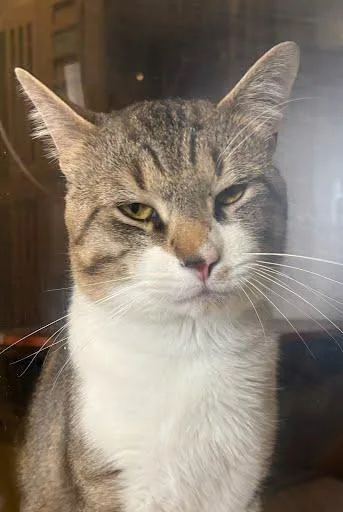 Lt Chonkers