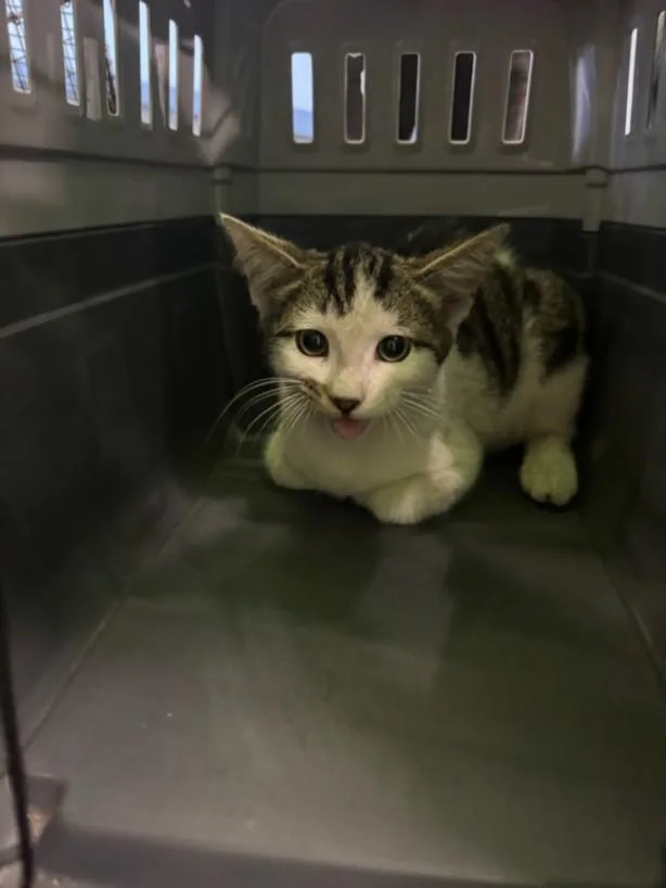 A baby large-sized male Domestic Short Hair cat named Milo for adoption in Los Angeles, CA