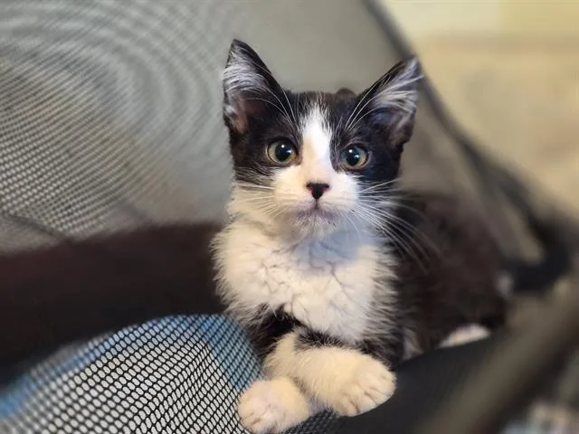 A baby small-sized female Domestic Medium Hair cat named Maggie for adoption in Tustin, CA