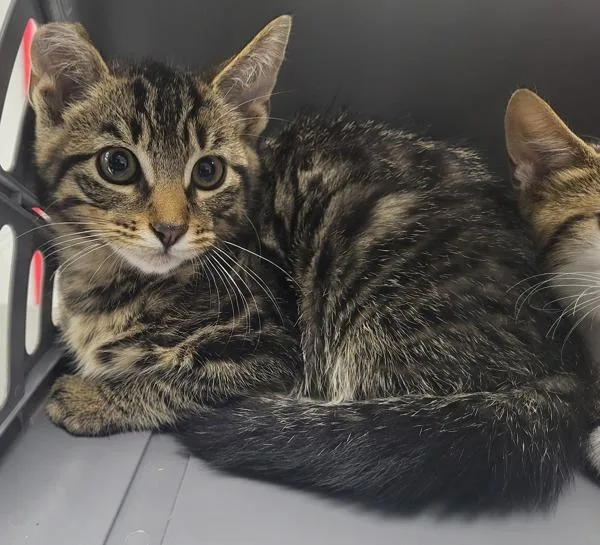 A baby small-sized male Domestic Short Hair cat named Kd C Cola for adoption in Lawrenceville, GA