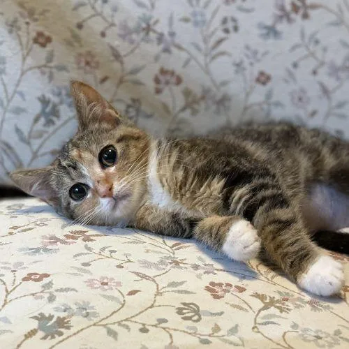 Crouton