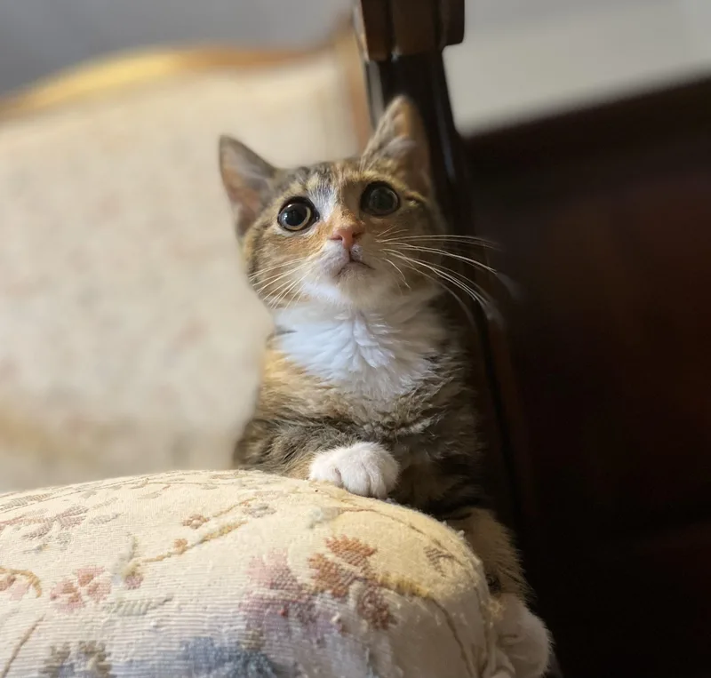 Crouton thumbnail 2