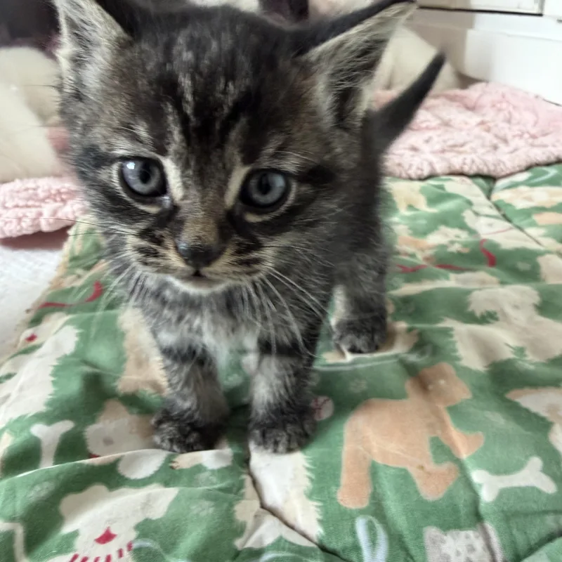A baby medium-sized female Domestic Short Hair cat named Peep for adoption in Ephrata, WA