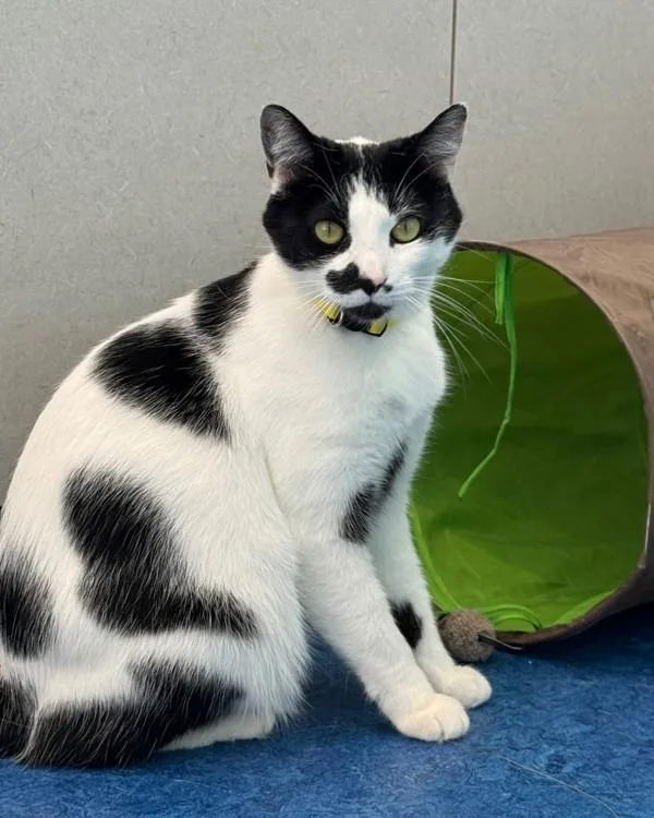 An adult small-sized female Domestic Short Hair cat named Jazzy for adoption in Novato, CA