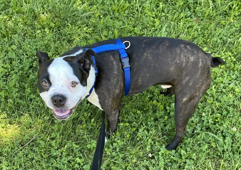 A baby small-sized male Tricolor (Brown, Black, & White) Boston Terrier dog named Gus Russo Ky for adoption in Maryville, TN