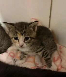 A baby medium-sized female Torbie Domestic Short Hair cat named Boggle for adoption in Mason City, IA
