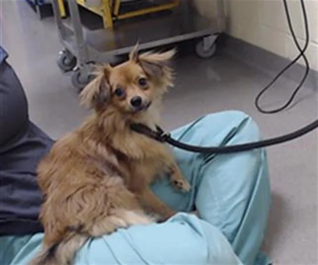 A young small-sized male Pomeranian dog named Dusty for adoption in Denver, CO