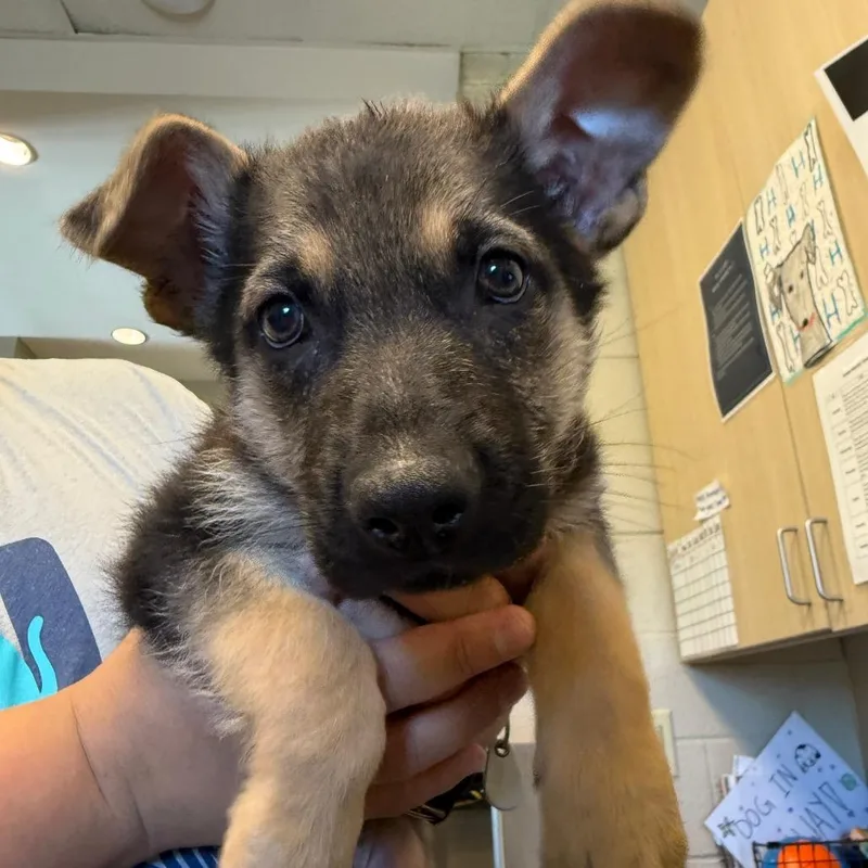 A baby small-sized male Sable German Shepherd Dog dog named Paulson for adoption in Newark, DE