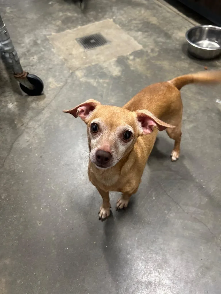 An adult medium-sized male Chihuahua dog named Gin for adoption in Denham Springs, LA