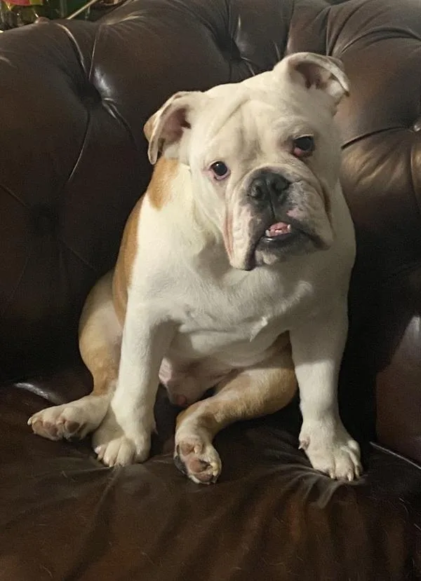 An adult medium-sized male Mixed Breed dog named Papucho for adoption in New York, NY
