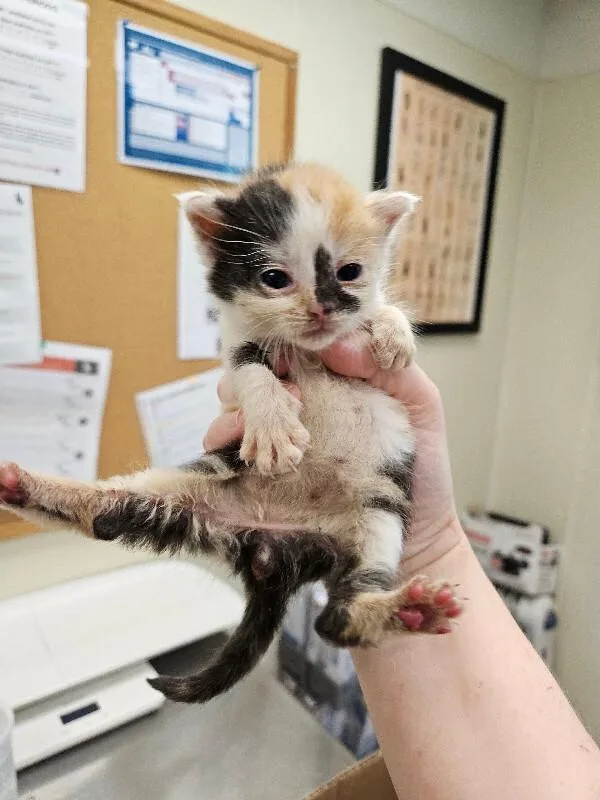 A young medium-sized female Calico Domestic Short Hair cat named Pippa for adoption in Disputanta, VA