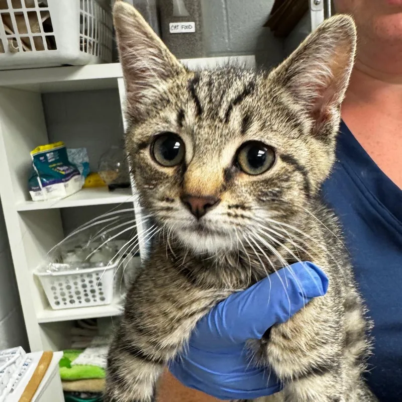 A baby small-sized male Gray / Blue / Silver Domestic Short Hair cat named Earl Grey for adoption in Birdsboro, PA