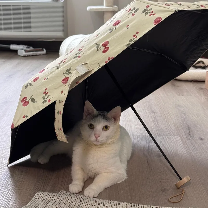 A young medium-sized male White American Shorthair cat named Sam for adoption in New York, NY