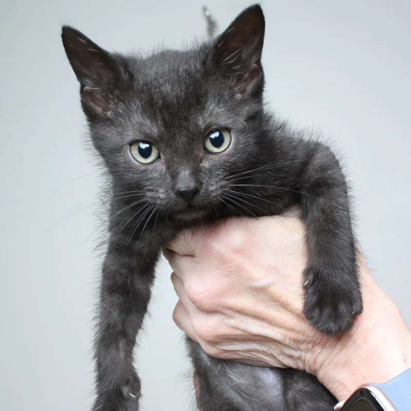 A baby small-sized female Black Domestic Short Hair cat named Angel Soft C for adoption in Minnetonka, MN