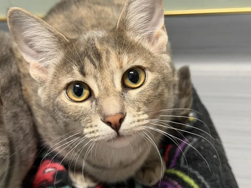 A young medium-sized female Domestic Short Hair cat named Victoria for adoption in Plymouth, MI