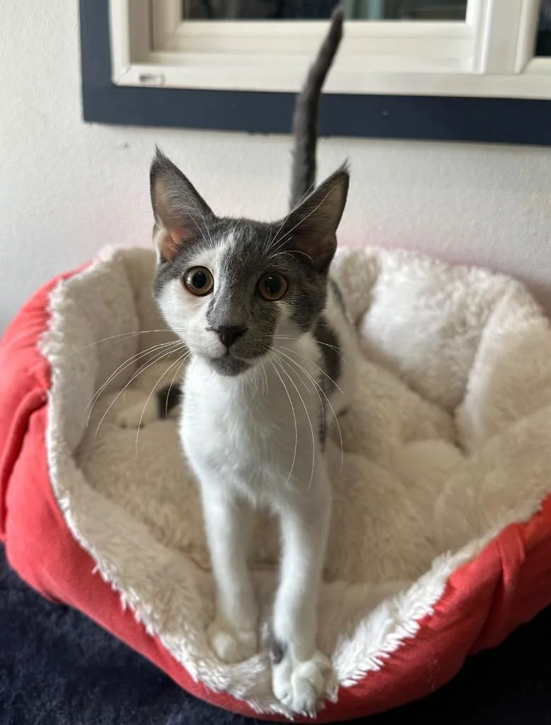 A baby small-sized male Domestic Short Hair cat named Armando for adoption in Newberg, OR