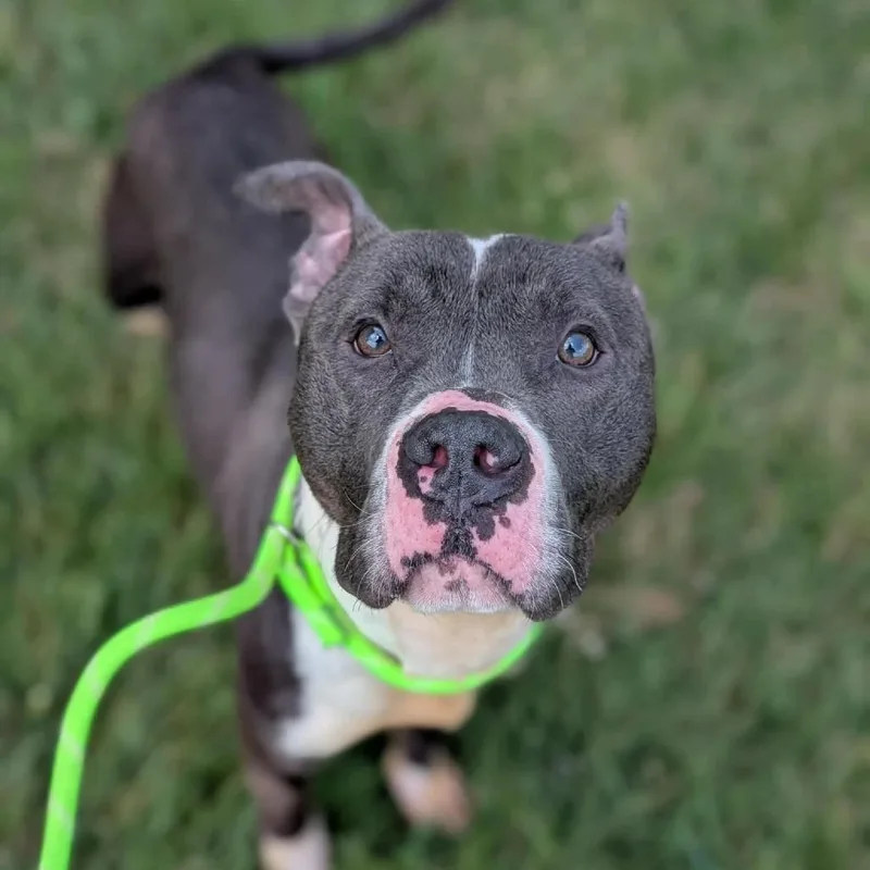 An adult medium-sized male Gray / Blue / Silver Pit Bull Terrier dog named Mickey for adoption in Cedar Rapids, IA