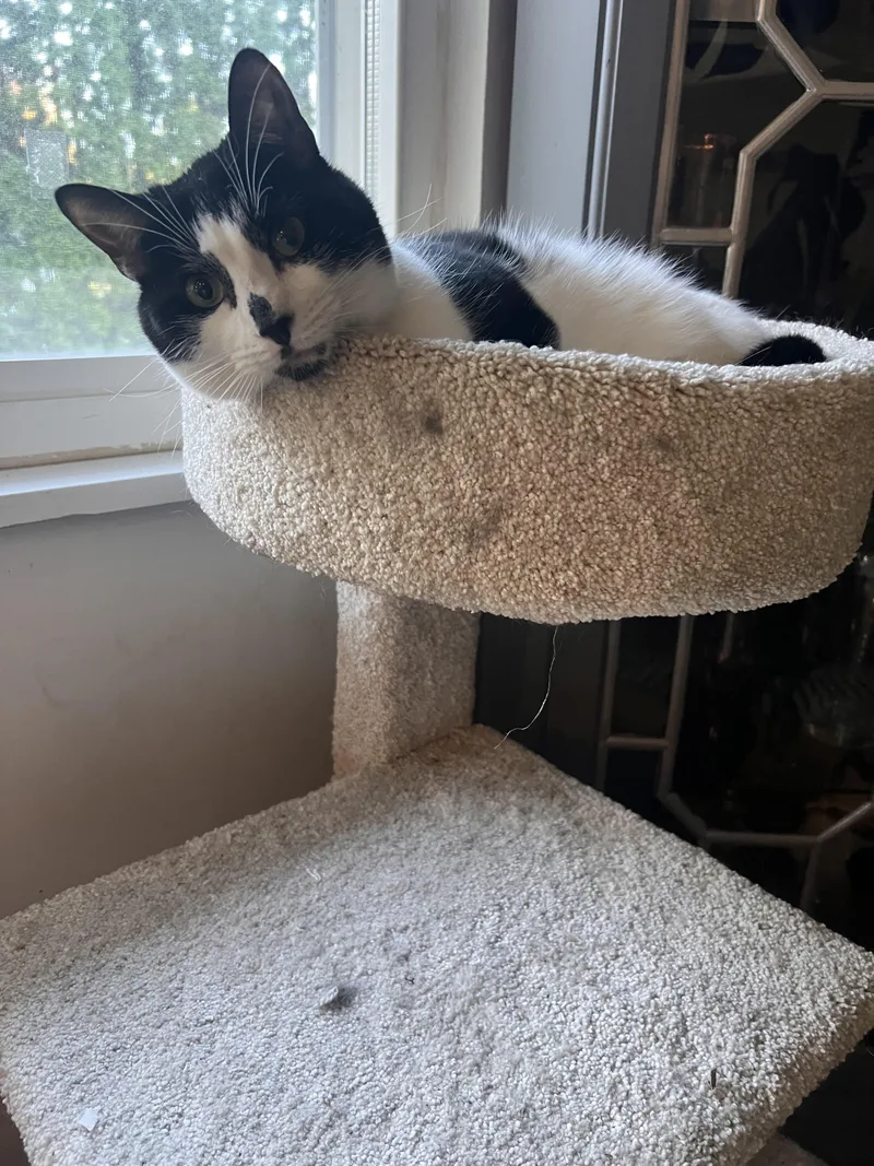 A young medium-sized female Black & White / Tuxedo Domestic Short Hair cat named Freckles for adoption in Albany, NY