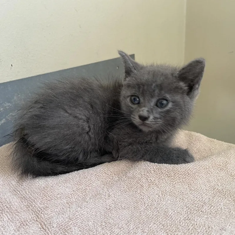 A baby small-sized male Gray / Blue / Silver Domestic Medium Hair cat named LaaLaa for adoption in Pasadena, CA