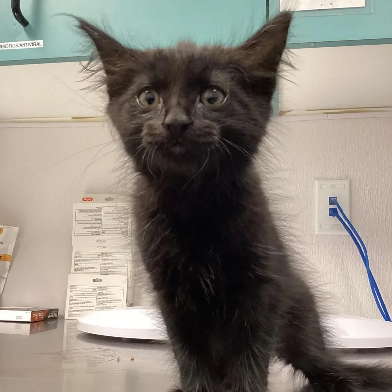 A baby small-sized male Black Domestic Long Hair cat named Lincoln for adoption in Tampa, FL