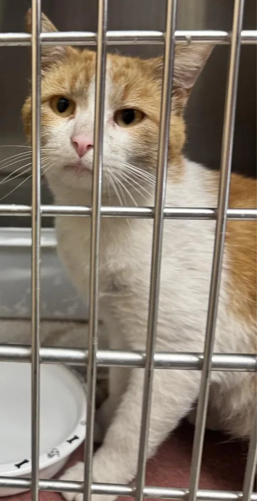 An adult small-sized male Domestic Short Hair cat named Charlie for adoption in Saint Clairsville, OH