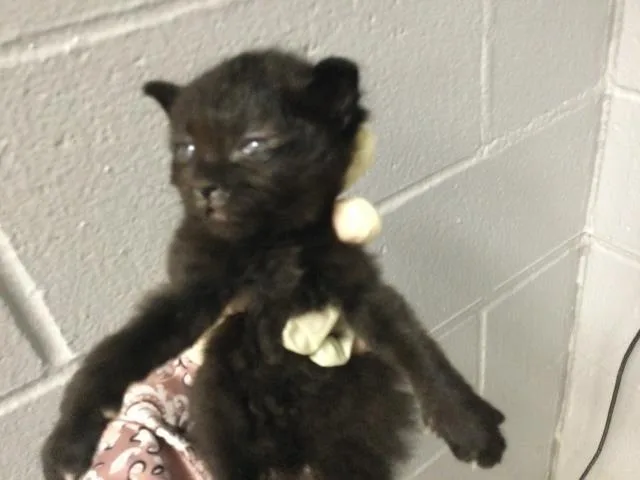 A baby small-sized male Domestic Short Hair cat named Cosmo for adoption in Thousand Palms, CA