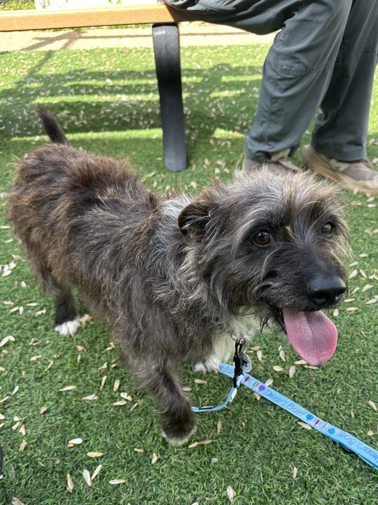 A young medium-sized female Brown / Chocolate Mixed Breed dog named Bell Bell for adoption in Alexandria, VA