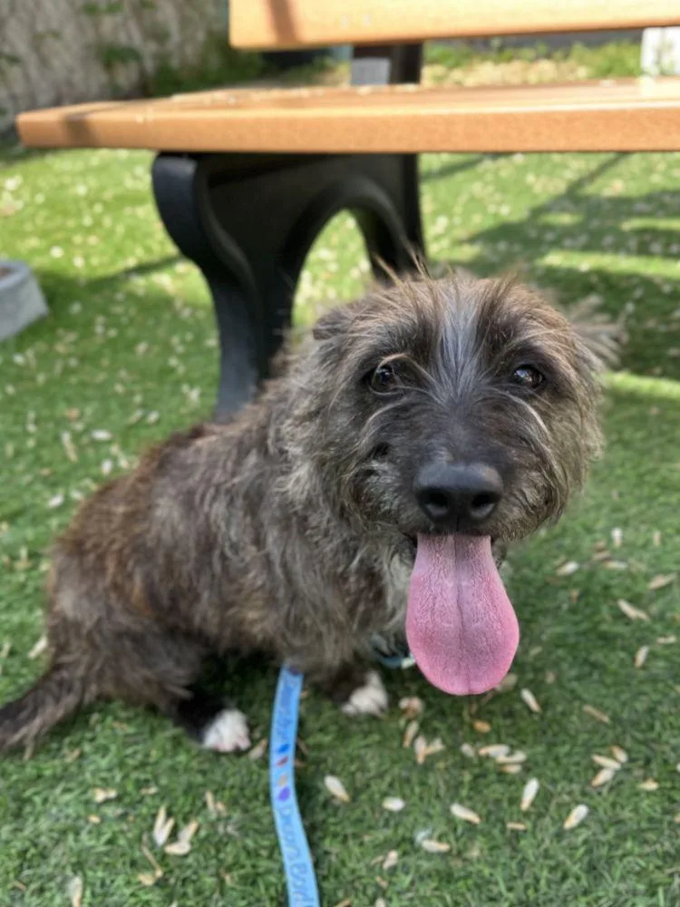 Bell Bell thumbnail 2