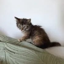 A baby small-sized female Brown / Chocolate Domestic Long Hair cat named Angelica Pickles for adoption in Belleville, IL