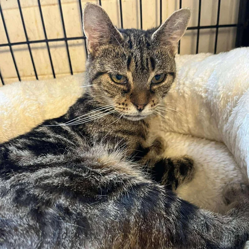 An adult small-sized female Tabby (Tiger Striped) Tabby cat named Julia for adoption in Huntington, NY