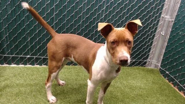 A young medium-sized male Pit Bull Terrier dog named Ben for adoption in Downey, CA