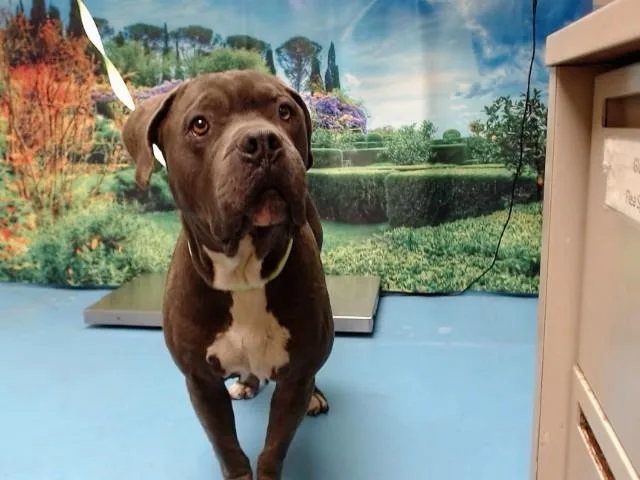 An adult large-sized male Pit Bull Terrier dog named Blue for adoption in Moreno Valley, CA
