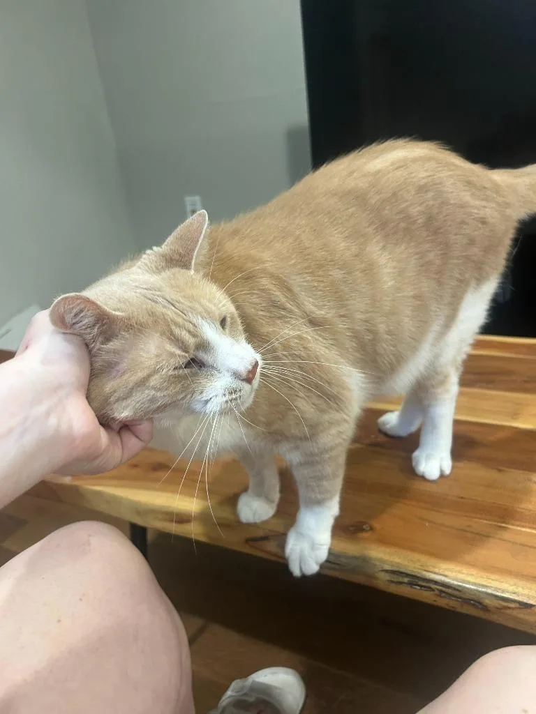 A young medium-sized male Domestic Short Hair cat named Tom for adoption in Minneapolis, MN