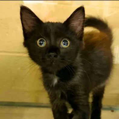 Pencil thumbnail 2