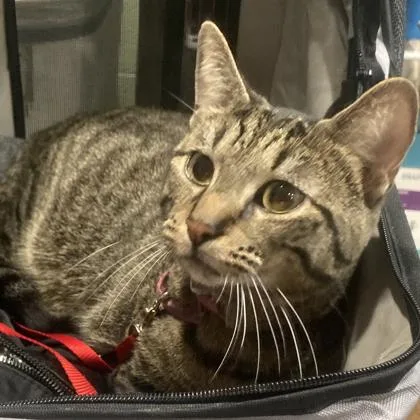 An adult large-sized male Domestic Short Hair cat named Georgie for adoption in Cincinnati, OH