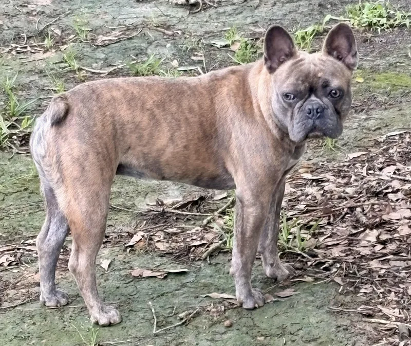 A young medium-sized female Gray / Blue / Silver French Bulldog dog named Honey Bunn for adoption in shepherd, TX