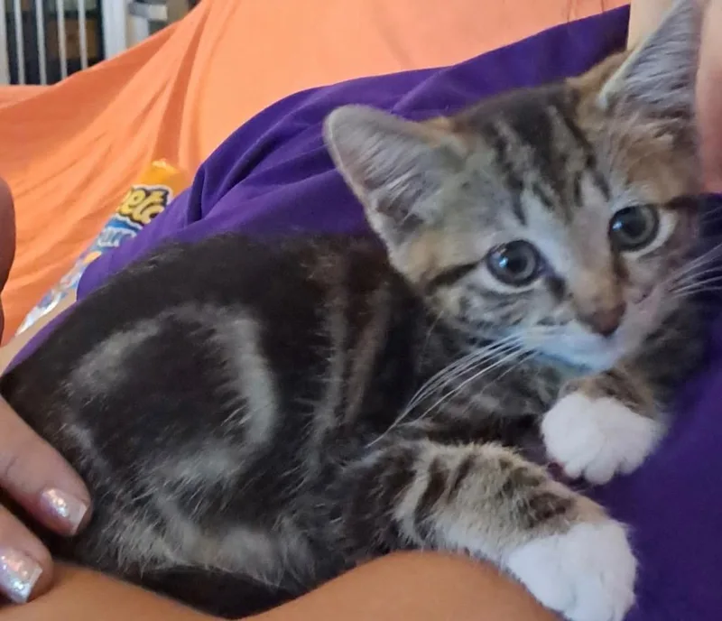 A baby small-sized female Domestic Short Hair cat named O'Malley for adoption in Darien, GA