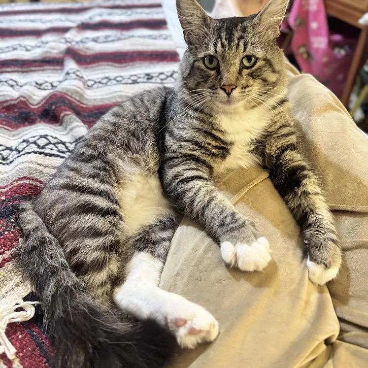 Silas