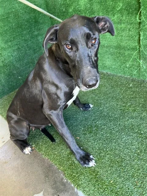 An adult large-sized female Great Dane dog named Kanga for adoption in Lancaster, CA
