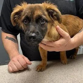 A baby small-sized male Brown / Chocolate Mixed Breed dog named Little Man for adoption in Knoxville, TN