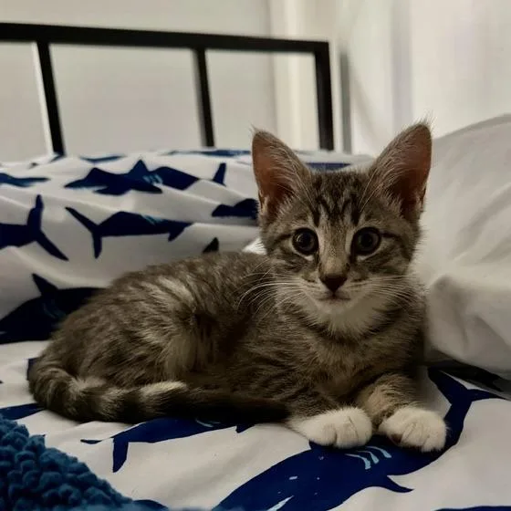 A baby small-sized female Brown / Chocolate Domestic Short Hair cat named Moonstone for adoption in Jupiter, FL