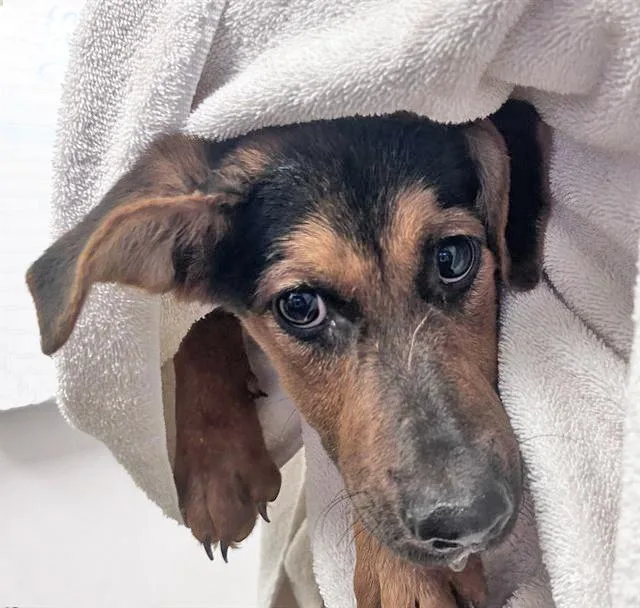 A baby small-sized male German Shepherd Dog dog named Fred for adoption in Tucson, AZ