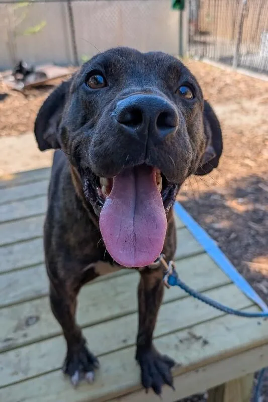 A young medium-sized male Brindle Mixed Breed dog named Ringo for adoption in Cincinnati, OH