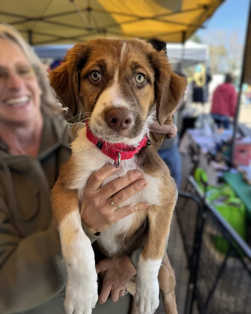 A young medium-sized female Australian Shepherd dog named Bernadette for adoption in Blairsville, GA